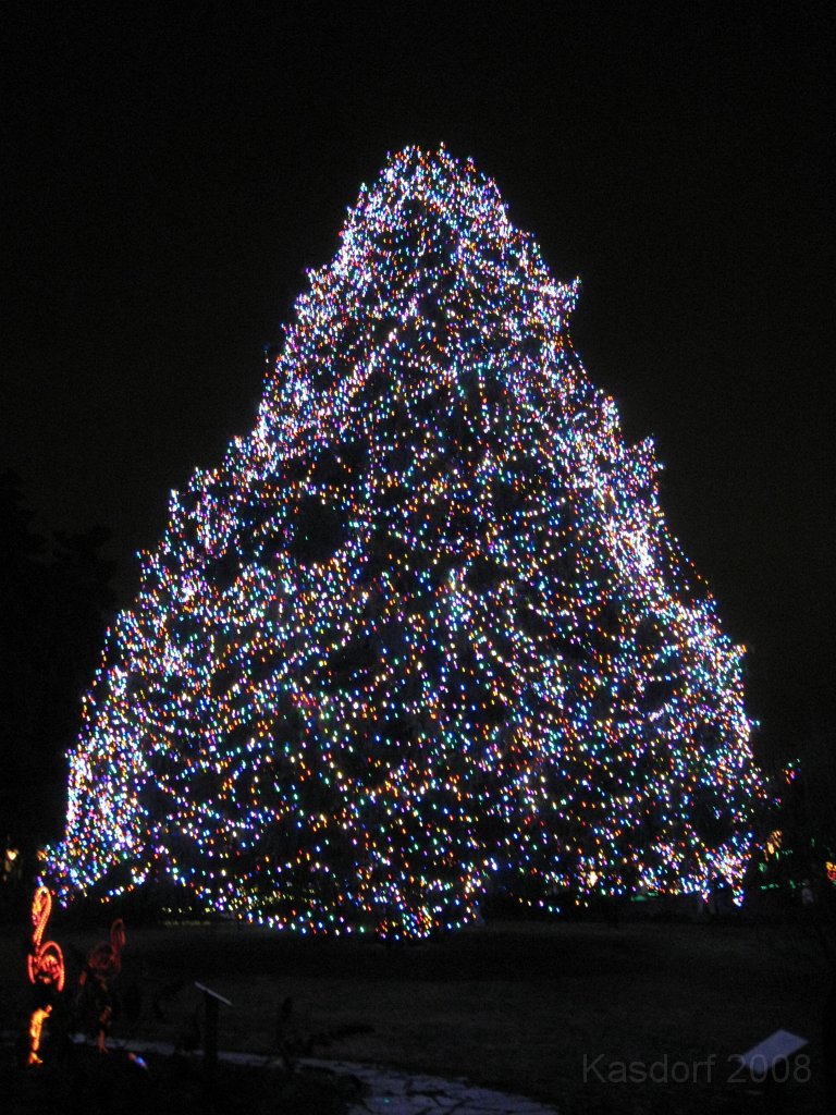 Toledo Zoo Lights 2008 062.jpg - The 85-foot Norway Spruce will be decorated for the first time with all wide angle LED lights.     * Big Tree Stats:       - Norway Spruce located near the Broadway entrance by the Conservatory       - It's between 65-70 years old and over 85 feet tall       - The lowest branches from tip-to-tip are 50 feet in diameter       - The trunk circumference is 8 feet 7 inches       - It is estimated to weigh about 7 tons       - There are over 30,000 lights on the Big Tree alone, that's almost 3 miles of lights!       - It takes approximately one week to decorate the tree 